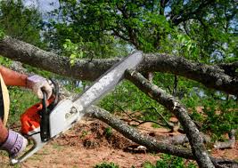 Reliable North Key Largo, FL Tree Removal and Landscaping Services Solutions